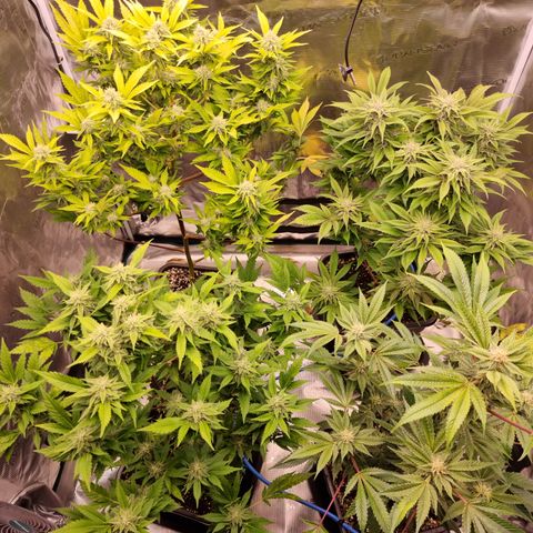 Foto do cronograma do growlog de 💣