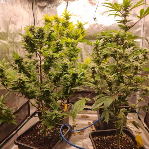 Foto do cronograma do growlog de 💣