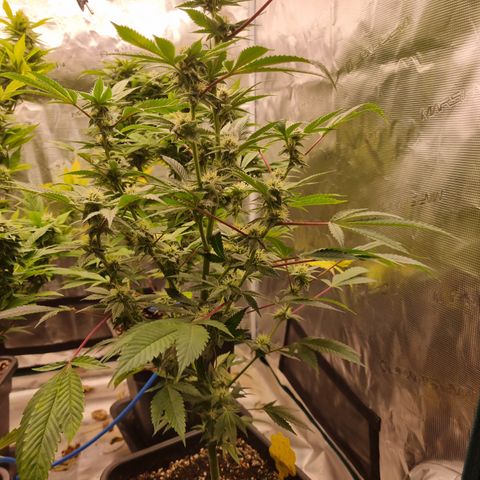 🍒 growlog timeline photo