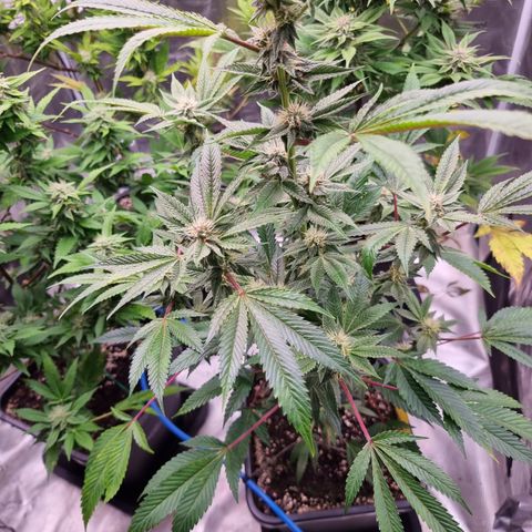 🍒 growlog timeline photo