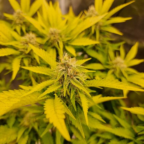 Foto do cronograma do growlog de 💣