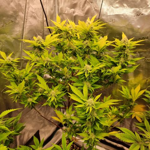 Foto do cronograma do growlog de 💣