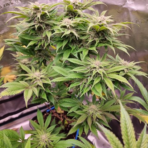 🌹 growlog timeline photo