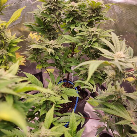 🌹 growlog timeline photo