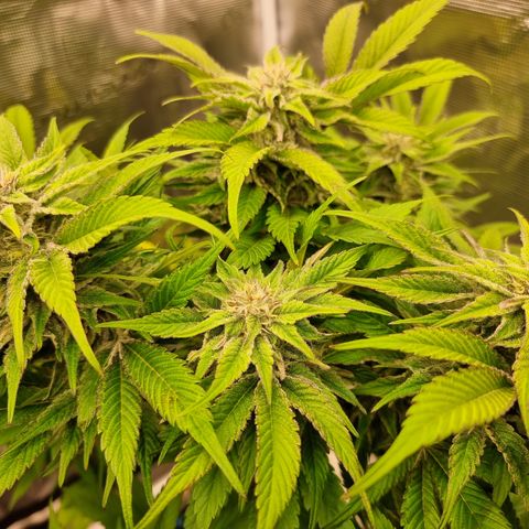🌹 growlog timeline photo