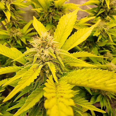 Foto do cronograma do growlog de 💣