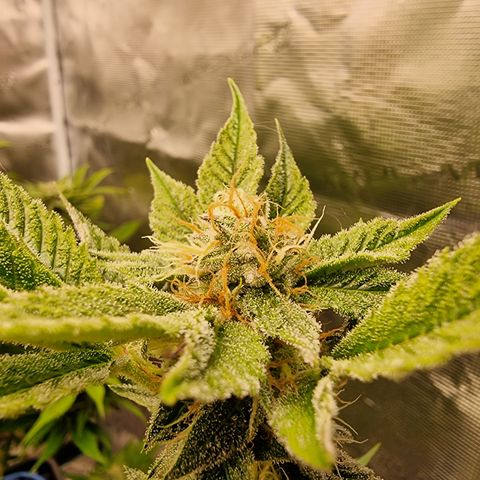 🍒 growlog timeline photo