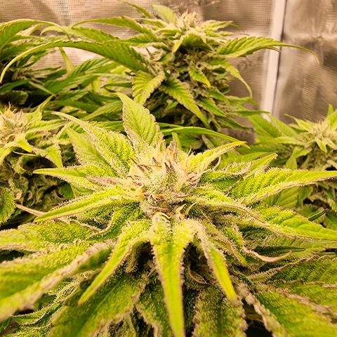 🌹 growlog timeline photo