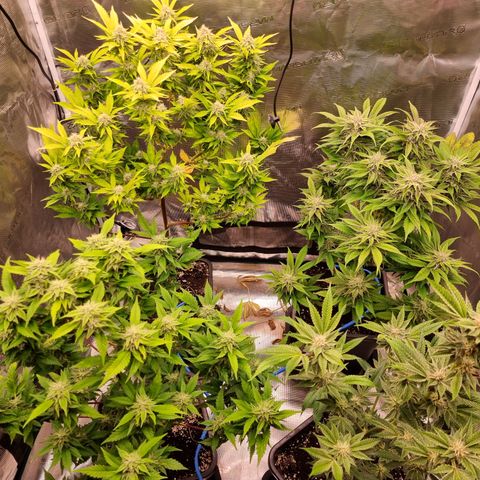 Foto do cronograma do growlog de 💣