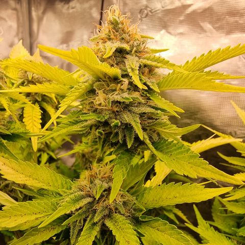 Foto do cronograma do growlog de 💣
