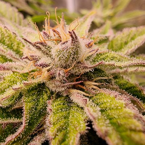 🌹 growlog timeline photo