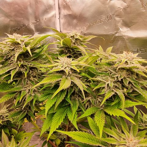 🌹 growlog timeline photo