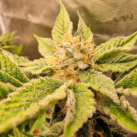 🍒 growlog timeline photo