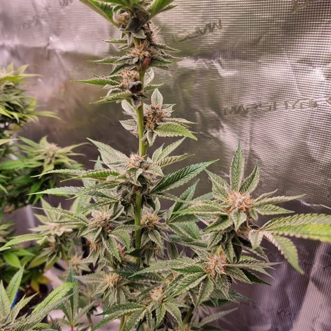 🍒 growlog timeline photo