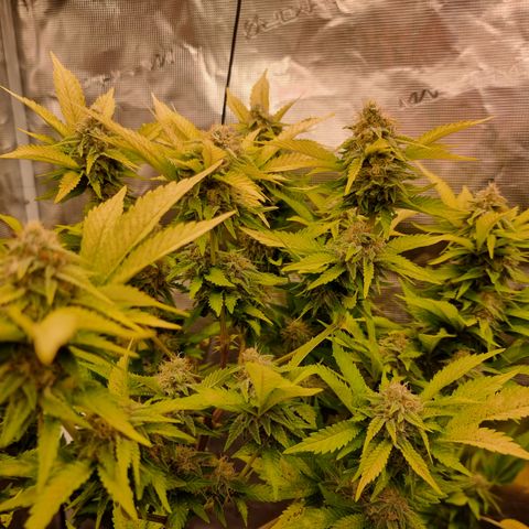 Foto do cronograma do growlog de 💣
