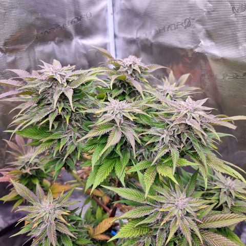🌹 growlog photo: 💜