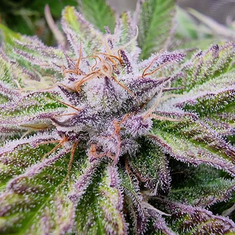 🌹 growlog photo: 💜