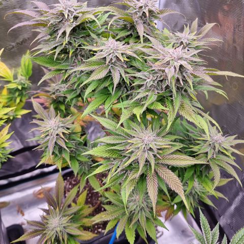 🌹 growlog photo: 💜