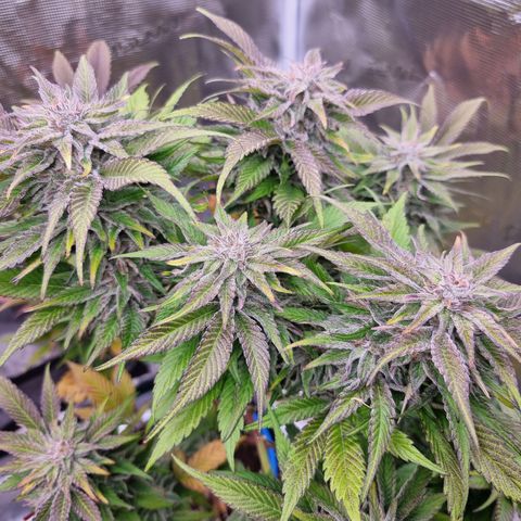 🌹 growlog photo: 💜