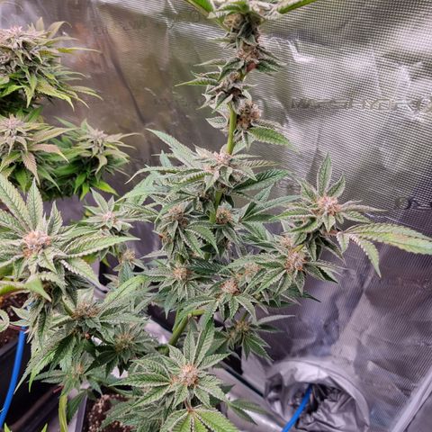 🍒 growlog photo: 🖤