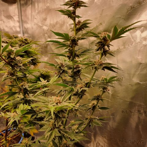 🍒 growlog photo: 🖤