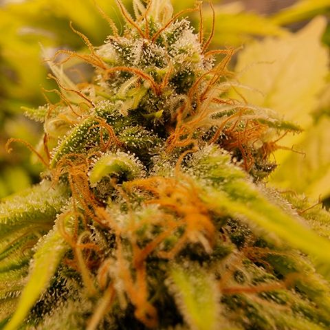 Foto do cronograma do growlog de 💣
