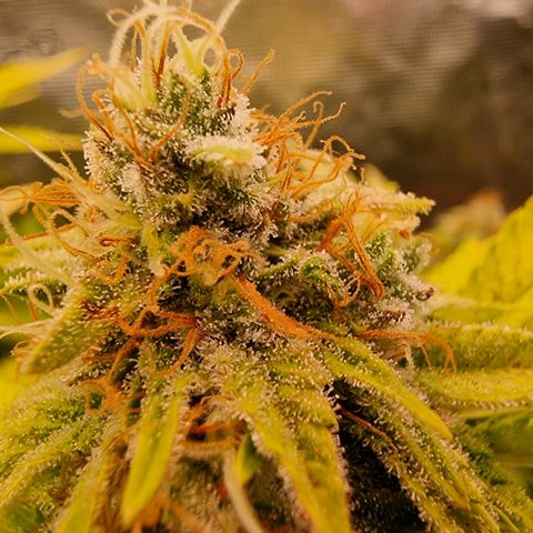 Foto do cronograma do growlog de 💣