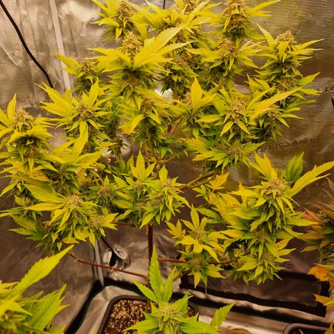 Foto do cronograma do growlog de 💣