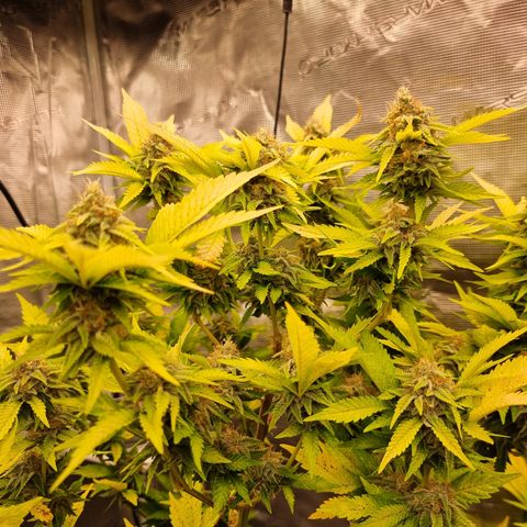 Foto do cronograma do growlog de 💣