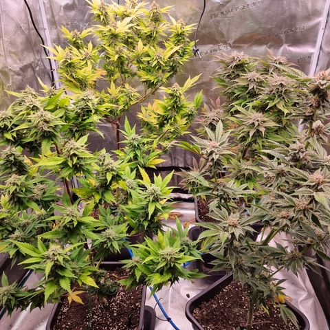 Foto do growlog de 💣: ich liebs ☺️