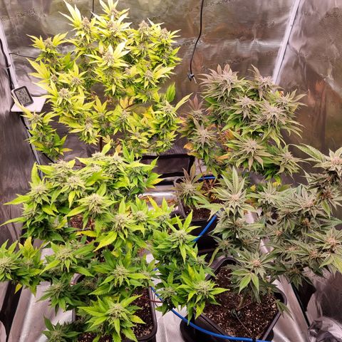 Foto do growlog de 💣: ich liebs ☺️
