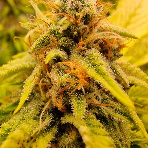 Foto do cronograma do growlog de 💣
