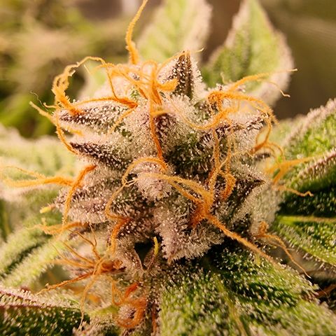 🍒 growlog timeline photo
