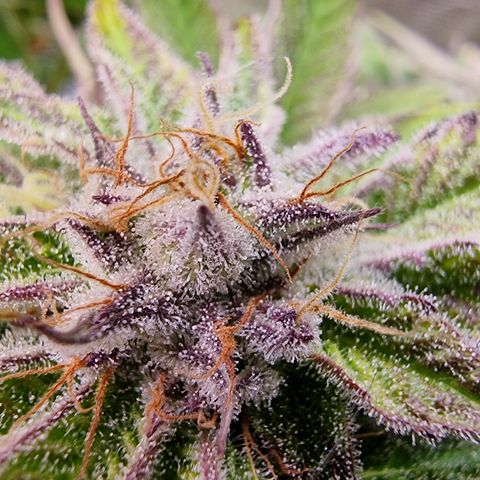 🌹 growlog timeline photo