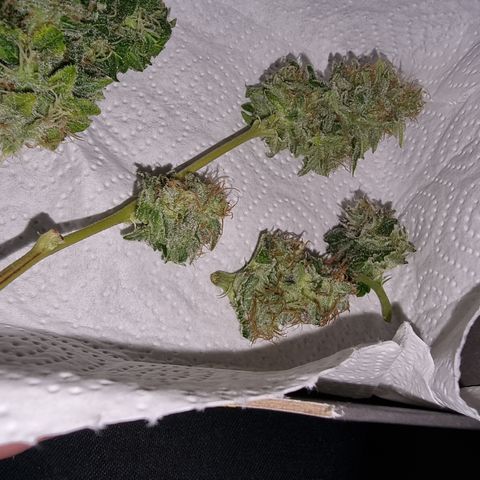 Foto do growlog de 💣: für's erste Tasteting 😅