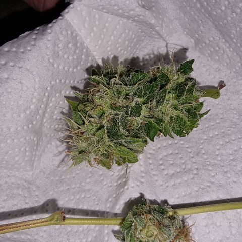 Foto do growlog de 💣: für's erste Tasteting 😅
