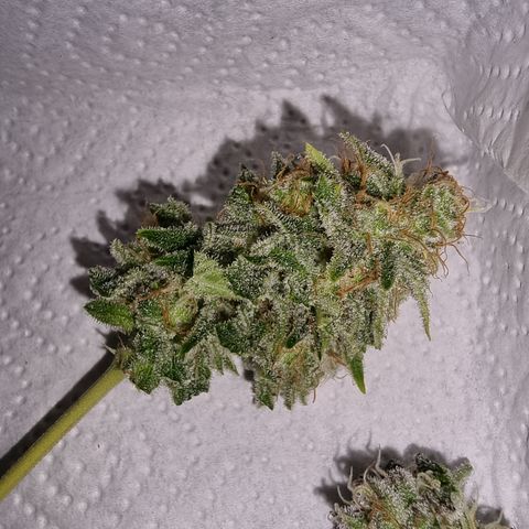 Foto do growlog de 💣: für's erste Tasteting 😅