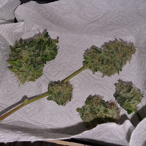 Foto do growlog de 💣: für's erste Tasteting 😅