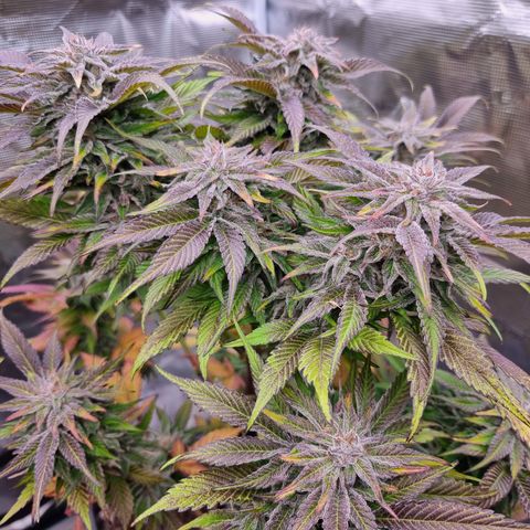🌹 growlog timeline photo