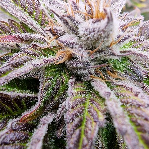 🌹 growlog timeline photo