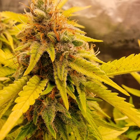 Foto do cronograma do growlog de 💣