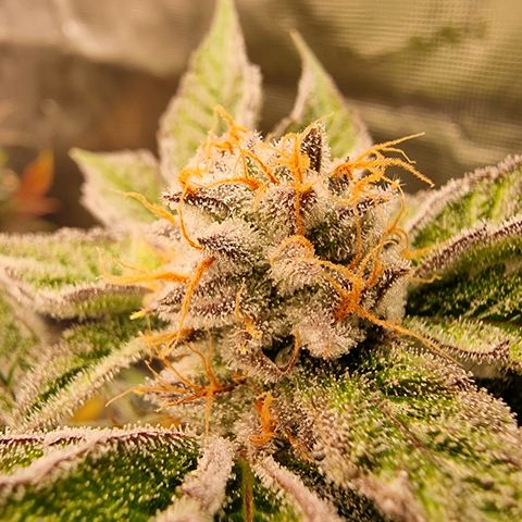 🍒 growlog timeline photo