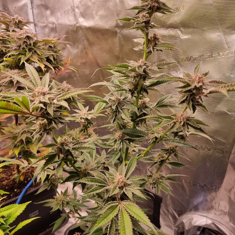 🍒 growlog timeline photo