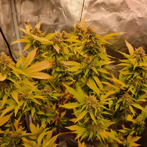 Foto do cronograma do growlog de 💣