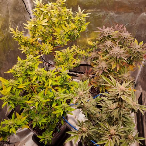 Foto do cronograma do growlog de 💣