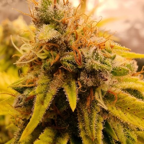 Foto do cronograma do growlog de 💣