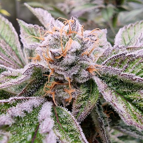🍒 growlog timeline photo