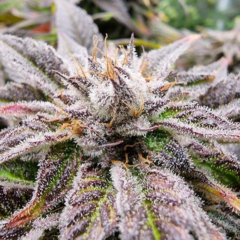 🌹 growlog timeline photo