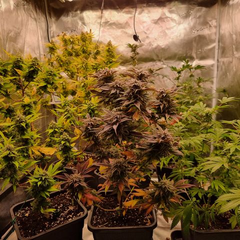 Foto do growlog de 💣: 2 zur Pflege 
welch Farbspiel <3