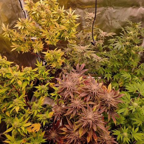Foto do growlog de 💣: 2 zur Pflege 
welch Farbspiel <3